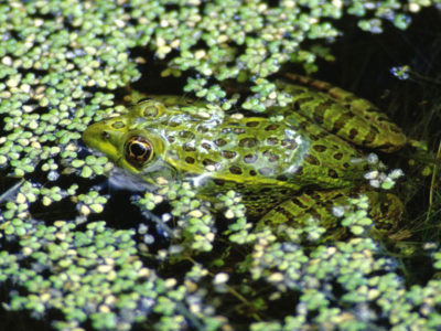 Chiricahua leopard frog