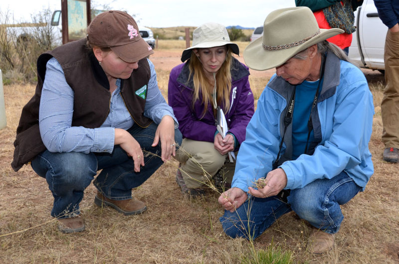 In the field: researchers with yellow bluestem