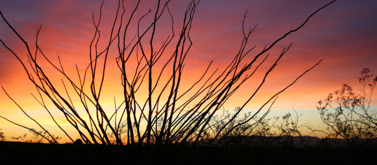 Ocotillo at sunset in the Cienega Watershed
