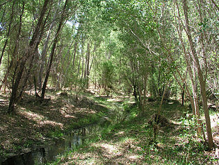 Riparian habitat at Las Cienegas National Conservation Area. Photo courtesy BLM.