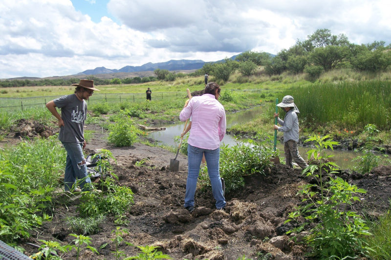 Volunteers working in the Cienega Watershed