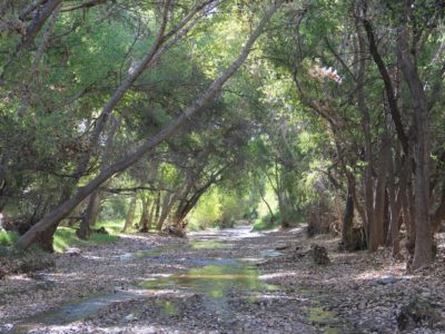 Cienega Creek: State of the Watershed