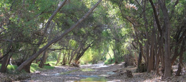 Cienega Creek: State of the Watershed